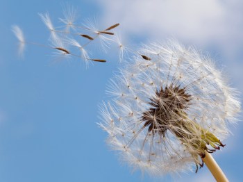 Common Dandelion; Seed head; Taraxacum officinale; macro; close up;