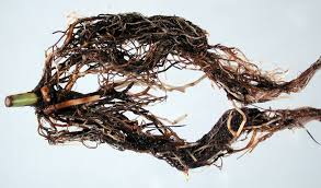root rot